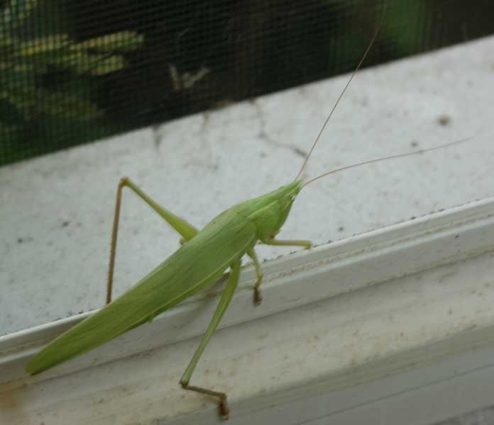 Katydids 5704